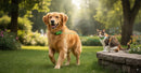 4G Pet GPS Tracker Smart Wearable Collar for Dogs Cats Real-Time GPS Wi-Fi Location Tracking IP67 Waterproof  No subscription