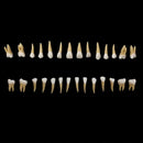 AZDENT 28PCS Dental 1: 1 Permanent Teeth Demonstration Teach Study Model Dentist Implant Teaching Model