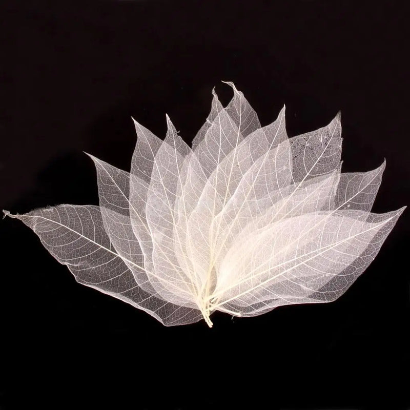 50Pcs Natural Magnolia Skeleton Leaf Leaves Card Scrapbooking Embellishments Multi-Purpose Craft Supplies Gift For friend