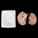 Medical props model Free postage Disassembled Anatomical Human Brain Model Anatomy Medical Teaching Tool