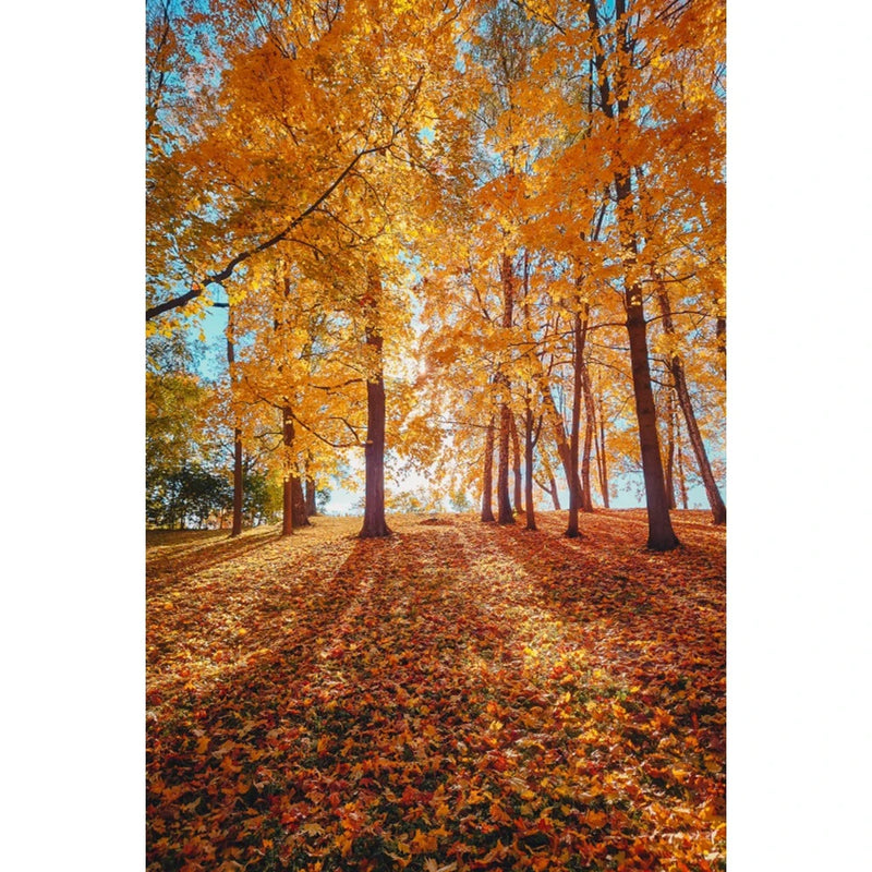 Autumn Landscape Backdrop Fall Forest Maple Fallen Leaves Nature Scenery Harvest Thanksgiving Portrait Photography Background