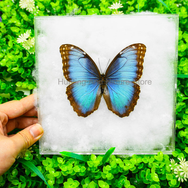 Real Butterfly Beautiful Removable Butterfly Specimens Home Decoration Display Collectibles Transparent Boxed Photo Frame Gift