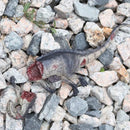 Oenux Original Prehistoric Jurassic Herbivorous Dinosaurs Series Model Action Figure Toy Jurassic Dinosaur Figurines Kids Toys