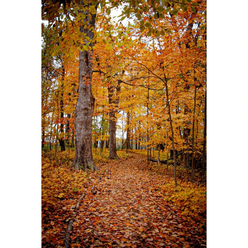 Autumn Landscape Backdrop Fall Forest Maple Fallen Leaves Nature Scenery Harvest Thanksgiving Portrait Photography Background