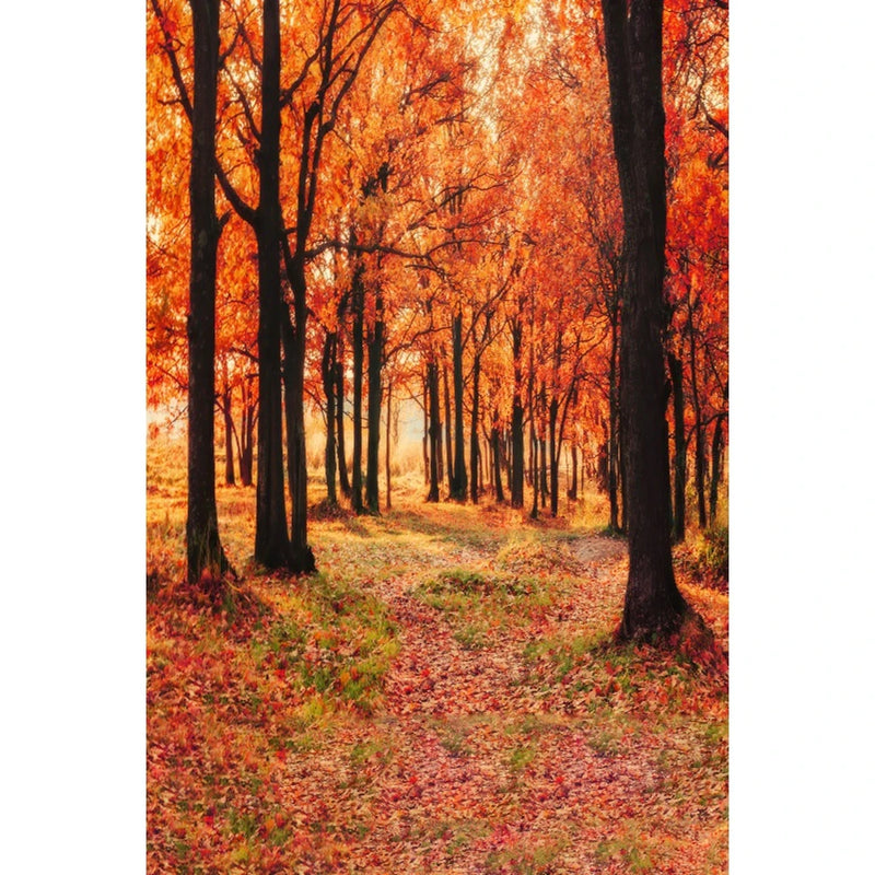 Autumn Landscape Backdrop Fall Forest Maple Fallen Leaves Nature Scenery Harvest Thanksgiving Portrait Photography Background