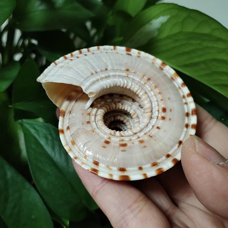 Sundial Snail Sunburst Carrier Snail Natural Conch Shell Home Decoration Collection Specimen Snail Shell Landscaping Aquarium