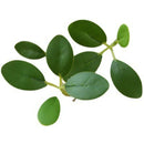 46cm Artificial Plant Mini Milan Leaves Money Leaf Wedding Home Decoration Eucalyptus Leaf Fake Flower Fake Leaf Green Plant