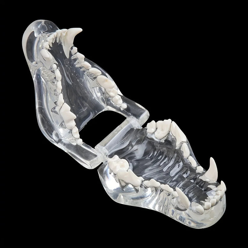 1PC Transparent Dog/Cat Teeth Anatomical Model, Resin Oral Tooth Jaw For Veterinary Teaching Demonstration