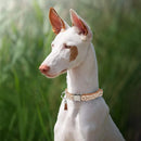 Bohemian Ethnic Style Pet Collars For Small Medium And Large Dogs Multi-colors Choose Adjustable Luxurious Trend New Arrivals
