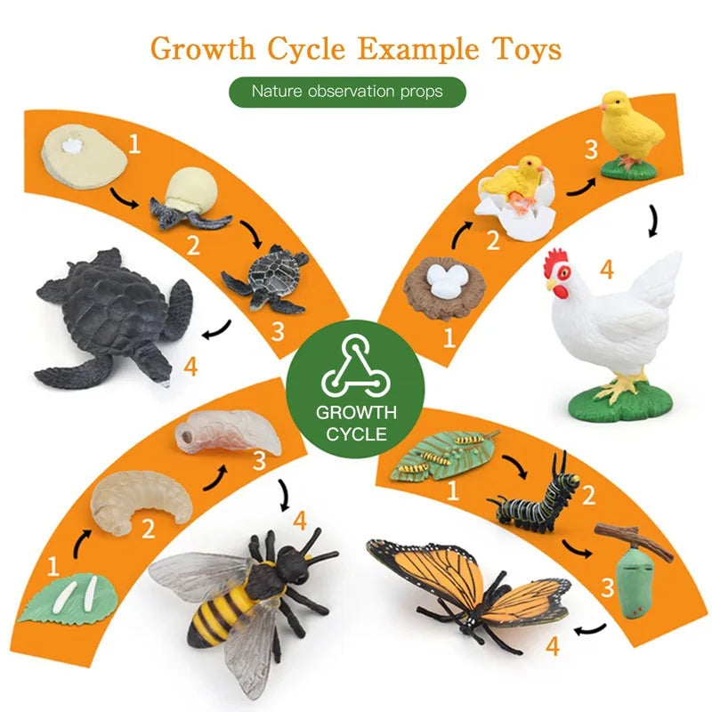 Children Simulation Biology Model Toy Animal Plant Life Growth Cycle Montessori Children Toys Set Teaching Aids Educational Toys