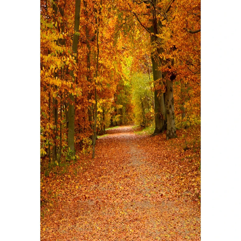 Autumn Landscape Backdrop Fall Forest Maple Fallen Leaves Nature Scenery Harvest Thanksgiving Portrait Photography Background