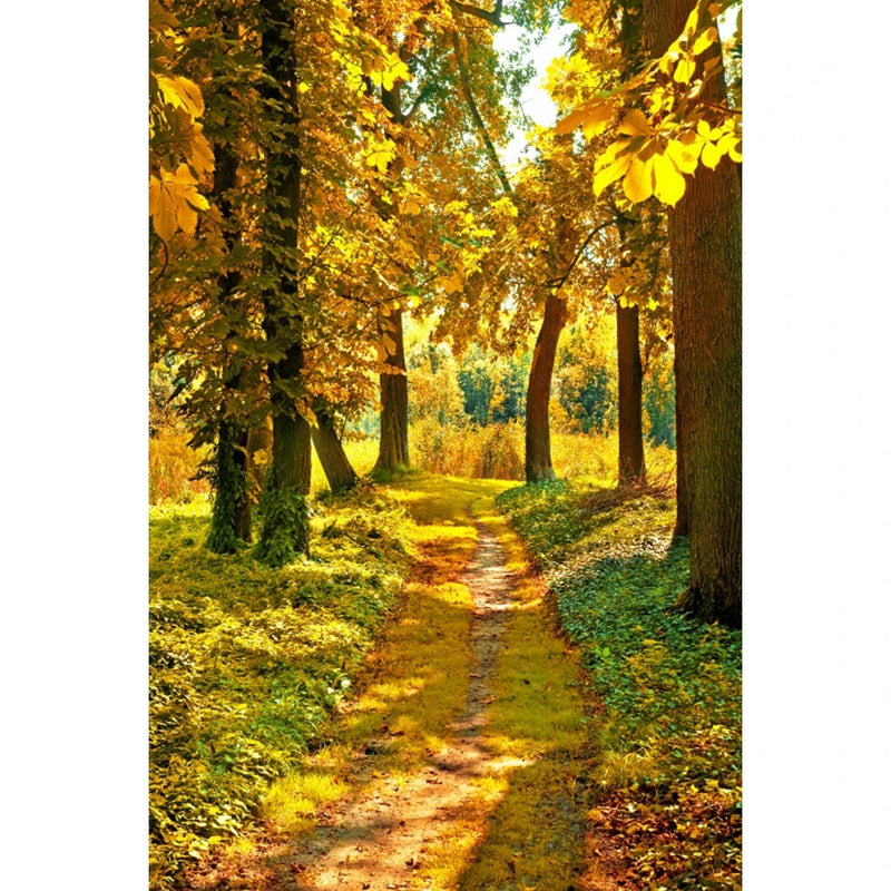 Autumn Landscape Backdrop Fall Forest Maple Fallen Leaves Nature Scenery Harvest Thanksgiving Portrait Photography Background