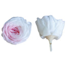21Pcs/Box Class A Preserved Austin Flower Roses Immortalized Real Flowers Roses Wedding Party Mother'S Day Gift Decorations