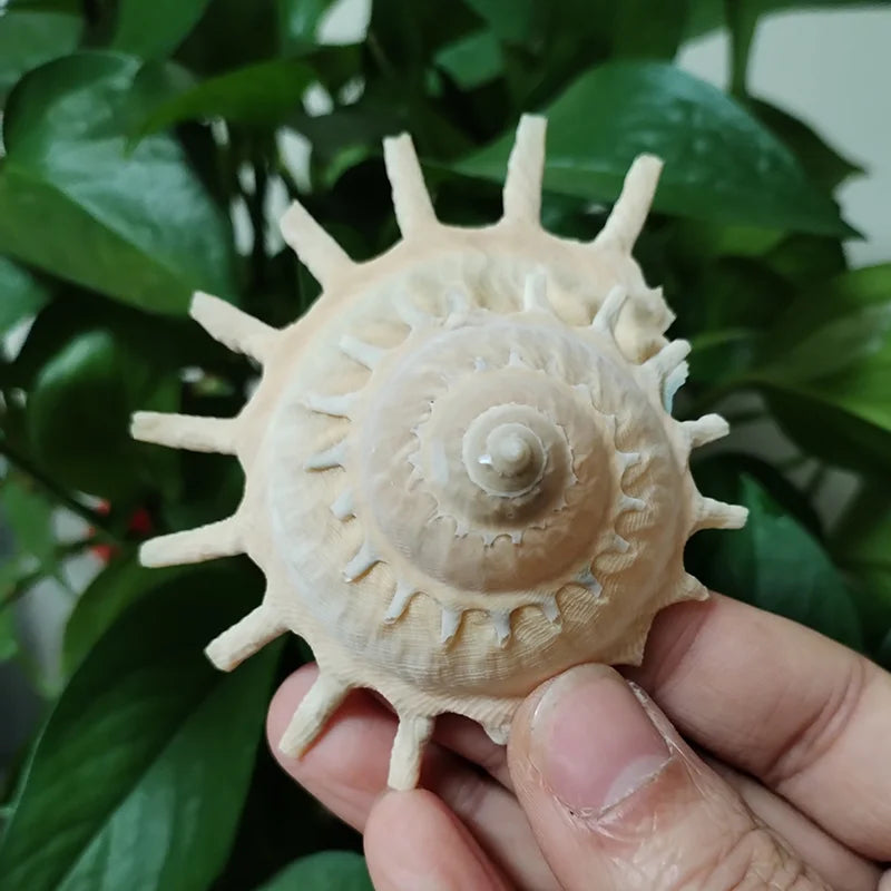 Sundial Snail Sunburst Carrier Snail Natural Conch Shell Home Decoration Collection Specimen Snail Shell Landscaping Aquarium