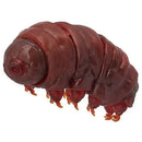Japan Original Kawaii Gashapon Figure Anime Water Bear Figurine Tardigrade Cute Capsule Toys Miniature Doll Decor Gift