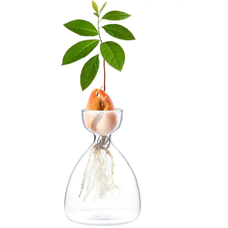 Avocado Seed Starter Vase Transparent Glass Vase Vase for Growing Plant Glass Seed Growing Kit for Gardening Lovers