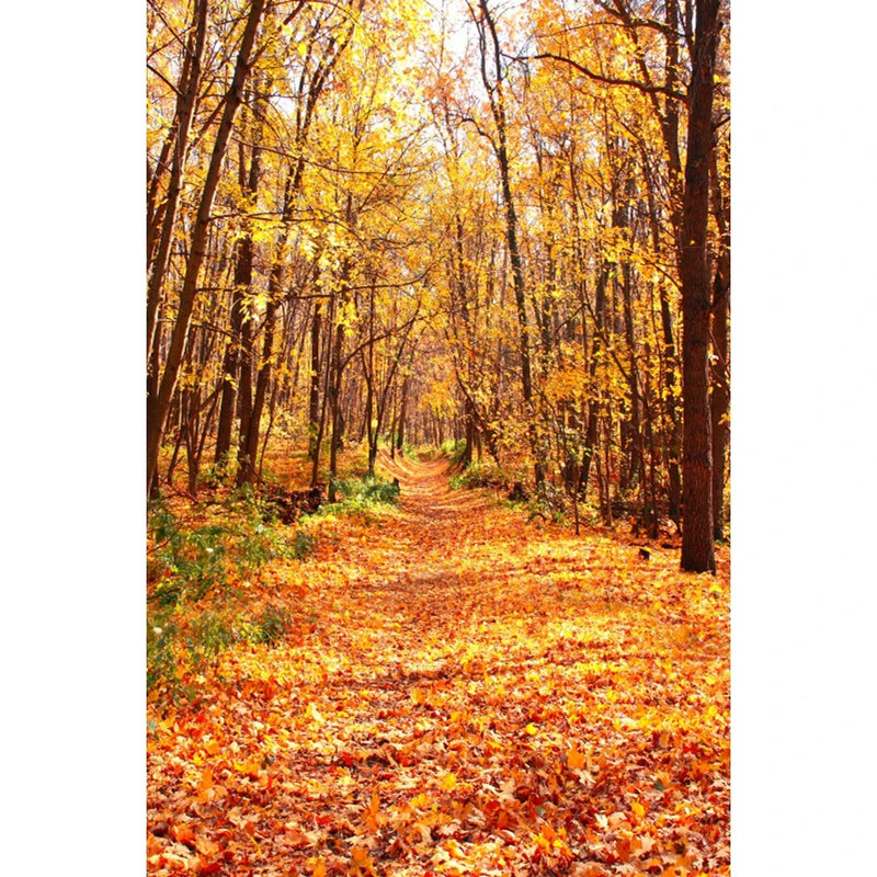 Autumn Landscape Backdrop Fall Forest Maple Fallen Leaves Nature Scenery Harvest Thanksgiving Portrait Photography Background