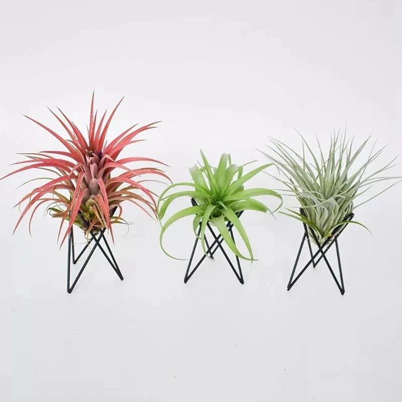 1 Pcs Air Plant Holder Metal Flower Pot Stand Geometric Iron Tillandsia Display Art