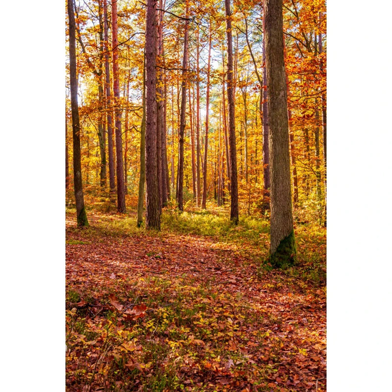 Autumn Landscape Backdrop Fall Forest Maple Fallen Leaves Nature Scenery Harvest Thanksgiving Portrait Photography Background