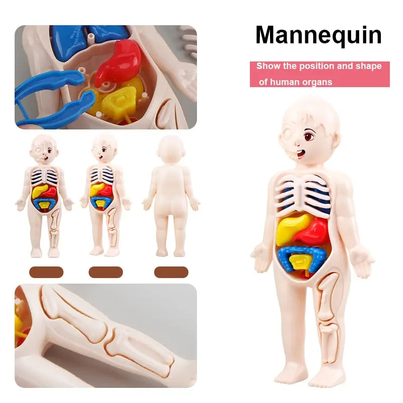 14Pcs Set Human Organ Model Children DIY Assembled Medical Early Science And Education Toys