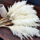 The Meadow Whisper | Bohemian Pampas Grass Bouquet