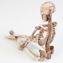 1Pcs Aquarium Human Skeleton Resin Fish Tank Skull Skeleton Resin Ornament Reptile Tank Fish Tank Aquarium Decoration