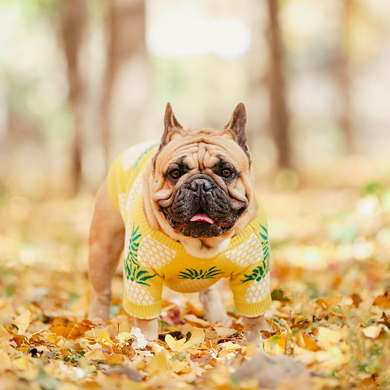 [Ropa de invierno para perros MPK] Suéter para perros Bak-Kiann, ropa cálida de lujo para Bulldogs franceses