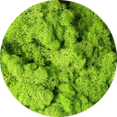 High Quality Artificial Green Plant Immortal Fake Flower Moss Grass Home Living Room Decorative Wall DIY Flower Mini Accessories