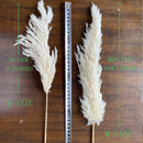1bunch White Flowers Natural Dried Reeds Bunch Pampas Grass DIY Craft Wedding Bouquet Christmas Home Decoration Supplies