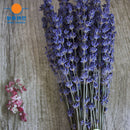100g dried natural flower bouquets dried natural Lavender flower bouquet&amp;lavender flower Bunches