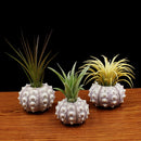 Air Plants Sea Urchin Tabletop Tillandsia Holder Miniature Gardening Decorations