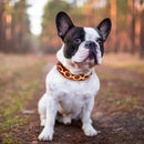 Collar de cuero para perro, collares duraderos de cuero auténtico para perros, diamantes de imitación brillantes, accesorios de Metal para perros pequeños y medianos