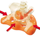 Seat Posture Correction Seat Cushion Pelvic Bone Repair Orthopedic Brace Chair Cushion Butt-Shaping Pad Anti Hemorrhoid Pillow