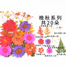 Small Real Dried Flower Natural Dry Plants For Candle Epoxy Resin Pendant Necklace Jewelry Making Craft DIY Accessori
