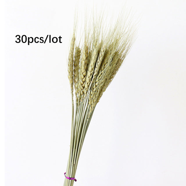 30Pcs Natural Dried Flower Ear of Oats Bouquets Small Reed Flower Bunch Pampas Grass Ornaments Artificial Plants Home Decoration