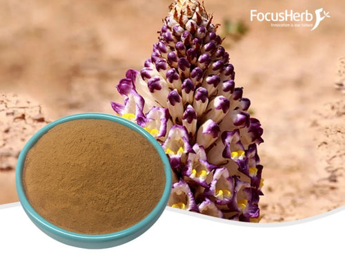 Cistanche Tubulosa Extract