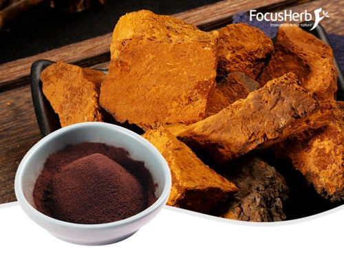 Chaga Mushroom Extract